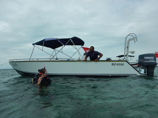 Belize Hol Chan One Tank SCUBA Dive and Shark Ray Alley Snorkel Excursion by Air Awesome all the way around!