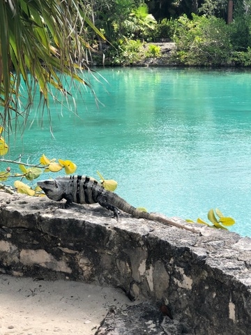 cozumel chankanaab snorkel excursion