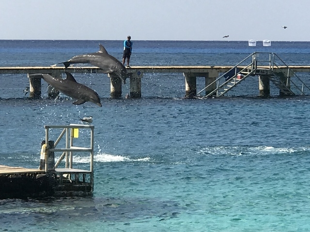 Cozumel Chankanaab Beach Park Snorkel and All Inclusive Day Pass