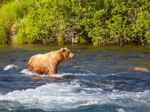 Icy Strait (Hoonah) Brown bear Excursion Tickets