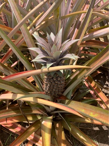 Antigua Traditional House, Pineapple Farm, Fryes Estate, and Beach Excursion with Lunch amazing time!