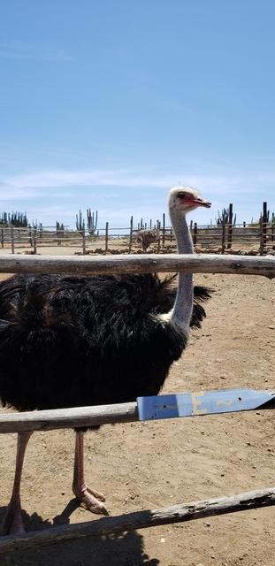 Aruba Highlights - Private Sightseeing Excursion Fantastic Tour