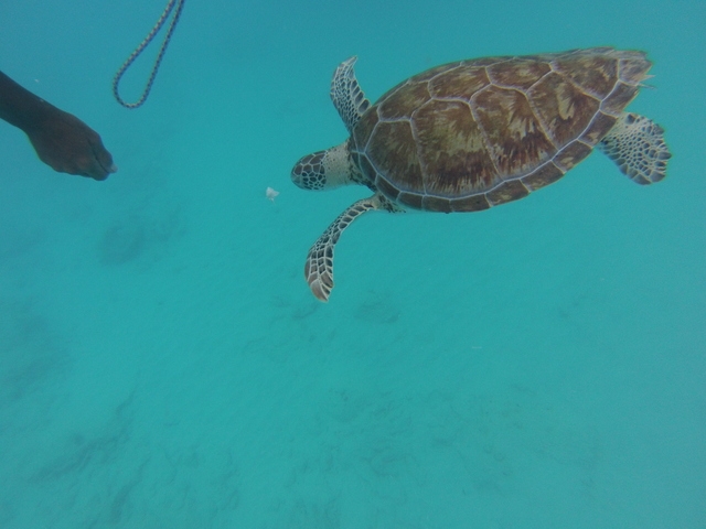 Barbados Catamaran Sail, Sea Turtle, Shipwreck and Tropical Fish Snorkel Excursion WOW.