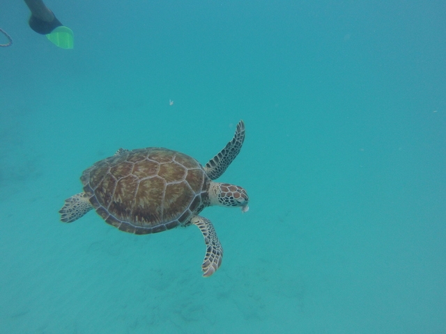 Barbados Catamaran Sail, Sea Turtle, Shipwreck and Tropical Fish Snorkel Excursion WOW.