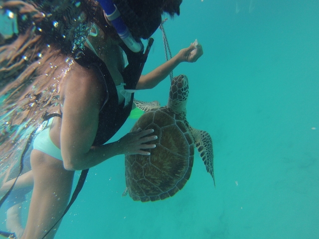 Barbados Catamaran Sail, Sea Turtle, Shipwreck and Tropical Fish Snorkel Excursion WOW.