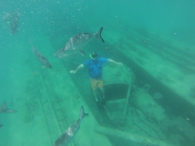Barbados Catamaran Sail, Sea Turtle, Shipwreck and Tropical Fish Snorkel Excursion WOW.