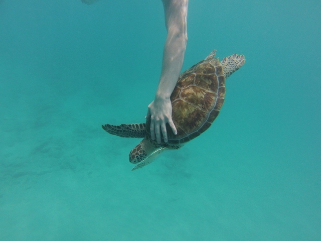 Barbados Catamaran Sail, Sea Turtle, Shipwreck and Tropical Fish Snorkel Excursion WOW.
