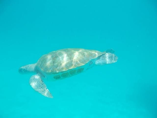Barbados Catamaran Sail, Sea Turtle, Shipwreck and Tropical Fish Snorkel Excursion Lovely!