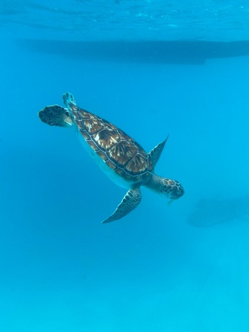 Barbados Shipwreck Snorkel, Turtles, Lunch and Open Bar Excursion Beautiful!!