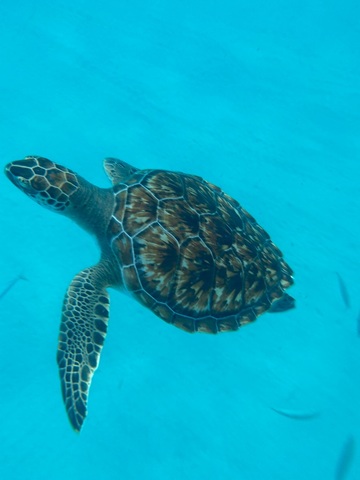 Barbados Shipwreck Snorkel, Turtles, Lunch and Open Bar Excursion Beautiful!!