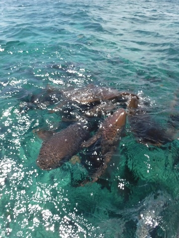 Belize 2 Site Snorkel with Sea Turtles and Caye Caulker Beach Break Excursion Good guides, good snorkel