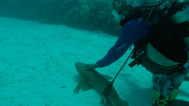 Belize 2 Tank SCUBA Dive Excursion at Ambergris Caye A must do for divers!!!