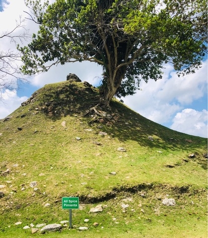 Belize Altun Ha Ruins and Beach Break Excursion Altun Ha