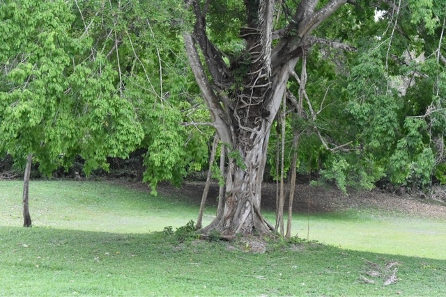 Belize Altun Ha Ruins and Beach Break Excursion Altun Ha