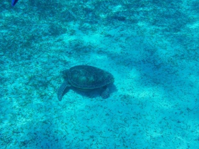Belize Coral Gardens and Shark Ray Alley Snorkel Adventure Excursion Loved it.