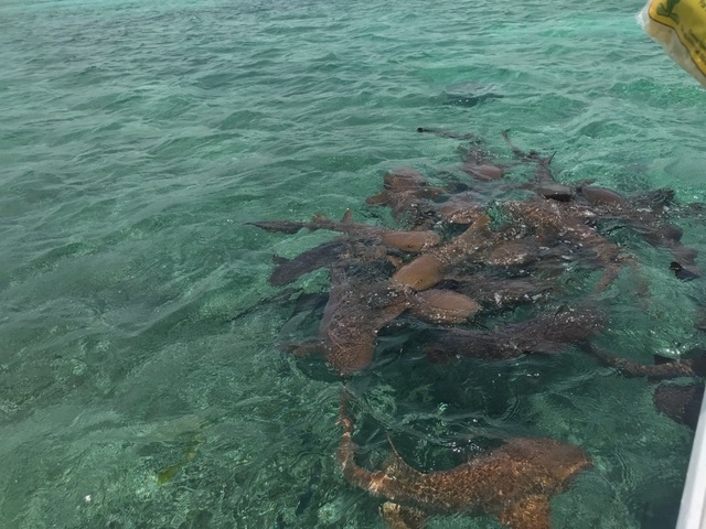 Belize Coral Gardens and Shark Ray Alley Snorkel Adventure Excursion  Snorkel with Nurse Sharks, Stingrays, Fish etc
