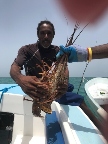 Belize Coral Gardens and Shark Ray Alley Snorkel Adventure Excursion  Snorkel with Nurse Sharks, Stingrays, Fish etc