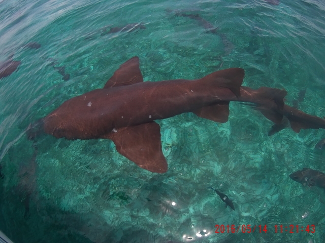 Belize Coral Gardens and Shark Ray Alley Snorkel Adventure Excursion Best Snorkel Trip Ever!