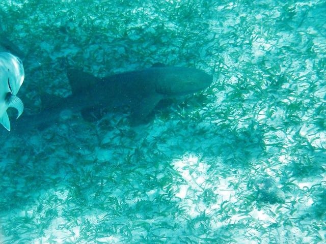 Belize Coral Gardens and Shark Ray Alley Snorkel Excursion Loved it.