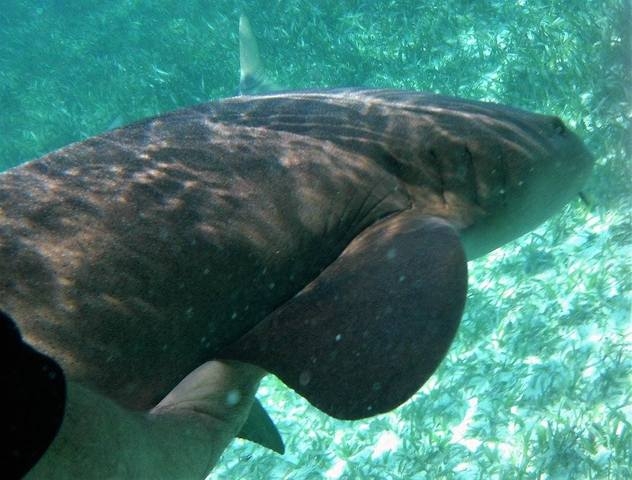 Belize Coral Gardens and Shark Ray Alley Snorkel Excursion Loved it.