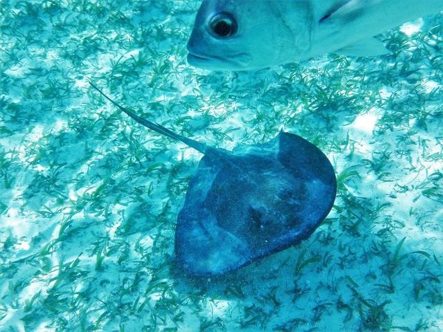 Belize Coral Gardens and Shark Ray Alley Snorkel Excursion Loved it.