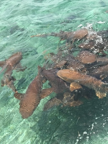 Belize Coral Gardens and Shark Ray Alley Snorkel Excursion  Snorkel with Nurse Sharks, Stingrays, Fish etc