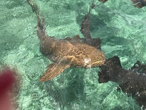 Belize Coral Gardens and Shark Ray Alley Snorkel Excursion  Snorkel with Nurse Sharks, Stingrays, Fish etc