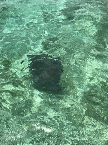 Belize Coral Gardens and Shark Ray Alley Snorkel Excursion  Snorkel with Nurse Sharks, Stingrays, Fish etc