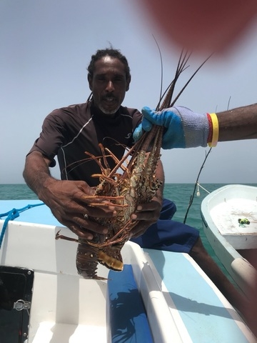 Belize Coral Gardens and Shark Ray Alley Snorkel Excursion  Snorkel with Nurse Sharks, Stingrays, Fish etc