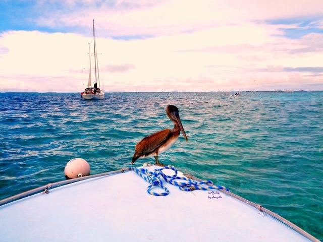 Belize Coral Gardens and Shark Ray Alley Snorkel Excursion Best Day!