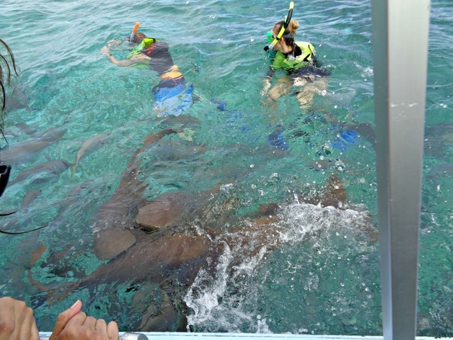 Belize Coral Gardens and Shark Ray Alley Snorkel Excursion Best Day!