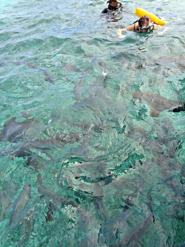 Belize Coral Gardens and Shark Ray Alley Snorkel Excursion Best Day!