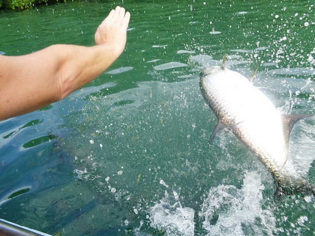 Belize Coral Gardens and Shark Ray Alley Snorkel Excursion Best Day!