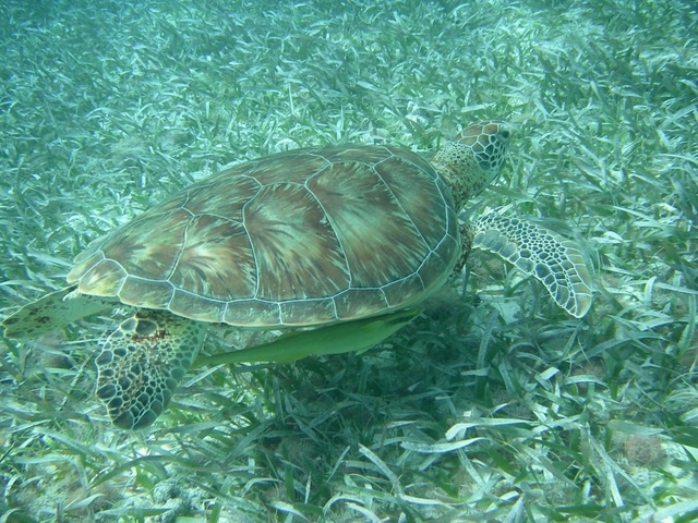 Belize Coral Gardens and Shark Ray Alley Snorkel Excursion Best Day!