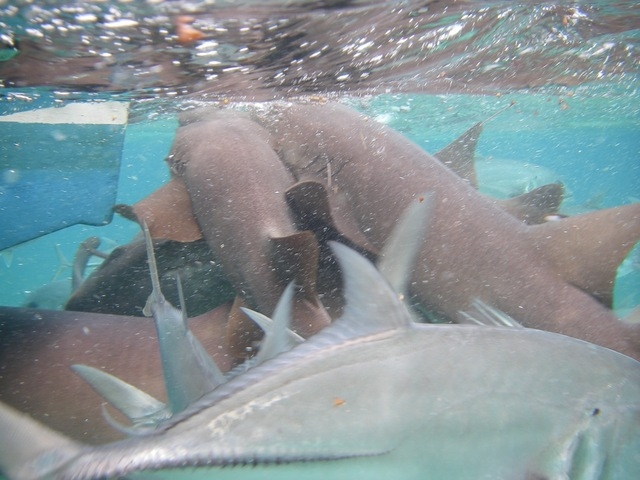 Belize Coral Gardens and Shark Ray Alley Snorkel Excursion Best Day!