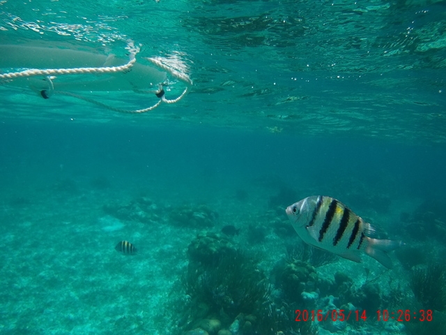 Belize Coral Gardens and Shark Ray Alley Snorkel Excursion Best Snorkel Trip Ever!