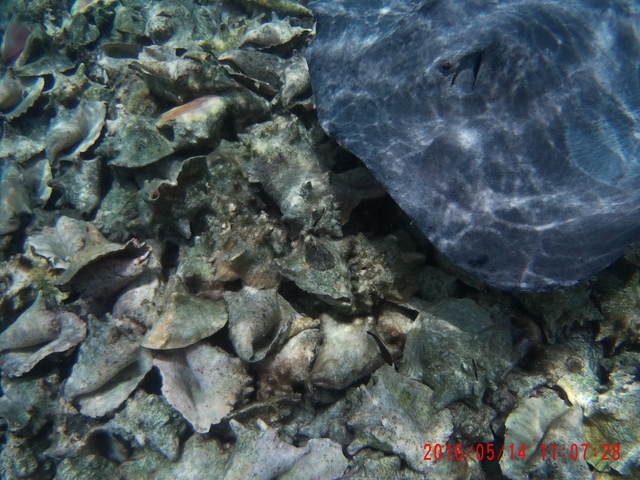 Belize Coral Gardens and Shark Ray Alley Snorkel Excursion Best Snorkel Trip Ever!