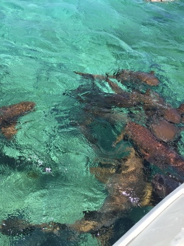 Belize Coral Gardens and Shark Ray Alley Snorkel Excursion Great time !!