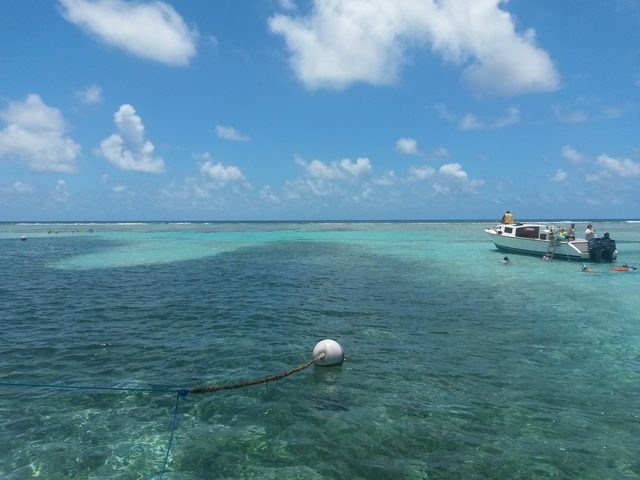 Belize Coral Gardens and Shark Ray Alley Snorkel Excursion Amazing time