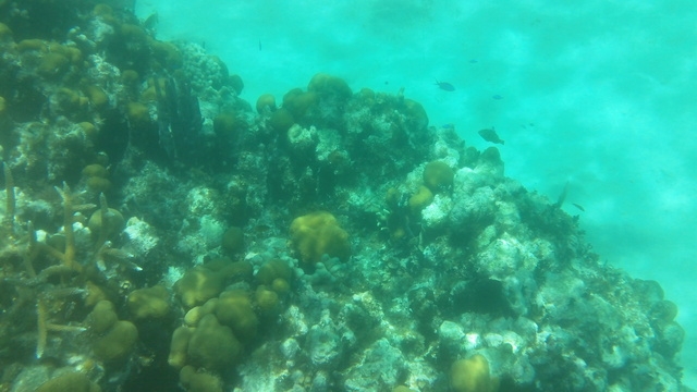 Belize Coral Gardens and Shark Ray Alley Snorkel Excursion Amazing time