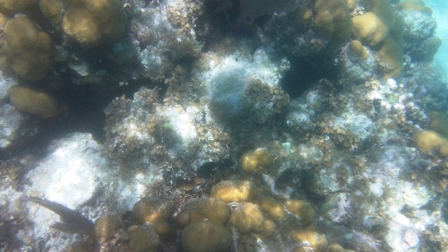 Belize Coral Gardens and Shark Ray Alley Snorkel Excursion Amazing time