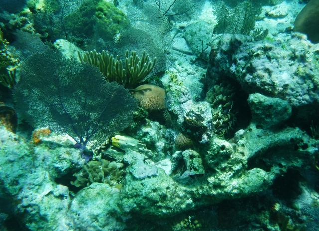 Belize Goff's Caye Island Beach Getaway and Snorkel Excursion What a Fabulous Day !! 