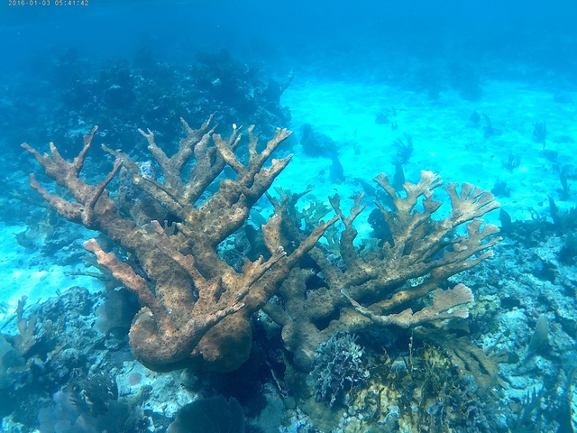 Belize Goff's Caye Island Beach Getaway and Snorkel Excursion Loved Goffs Cay