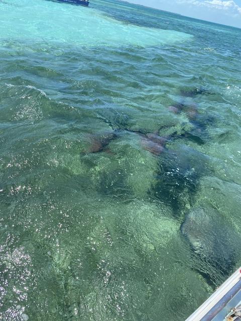 Belize Hol Chan Marine Reserve & Shark Ray Alley Snorkel Excursion Adventure with Caye Caulker Island Beach Break World class!! Incredible!