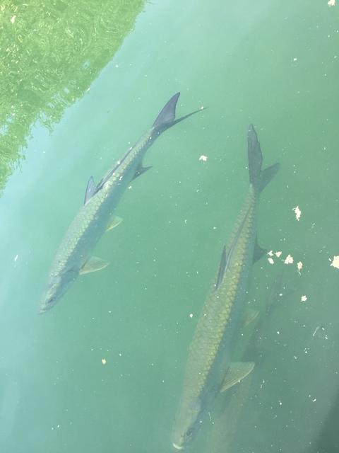 Belize Hol Chan Marine Reserve & Shark Ray Alley Snorkel Excursion Adventure with Caye Caulker Island Beach Break Best excursion ever 