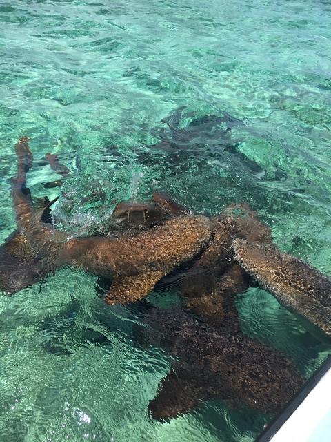 Belize Hol Chan Marine Reserve & Shark Ray Alley Snorkel Excursion Adventure with Caye Caulker Island Beach Break Best excursion ever 