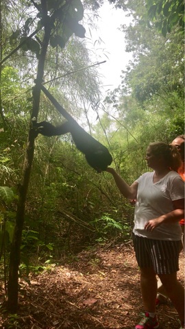 Belize Howler Monkey Jungle Sanctuary and Sightseeing Excursion amazing excursion 