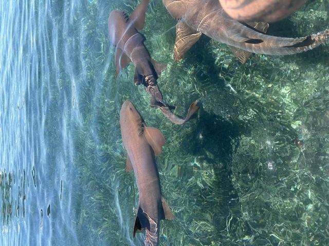 Belize Private Group Hol Chan Marine Park & Shark Ray Alley Snorkel, and Caye Caulker Island Beach Excursion This was the best excursion!!