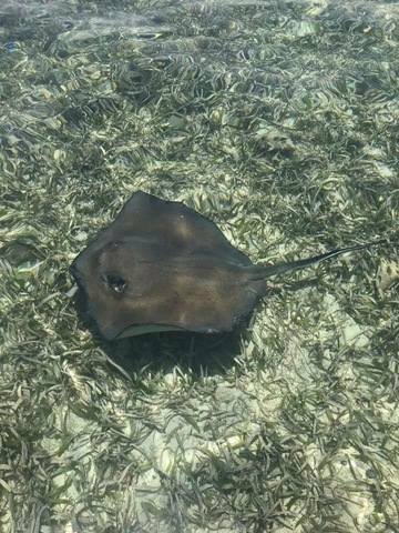 Belize Private Group Hol Chan Marine Park & Shark Ray Alley Snorkel, and Caye Caulker Island Beach Excursion Most amazing day!!