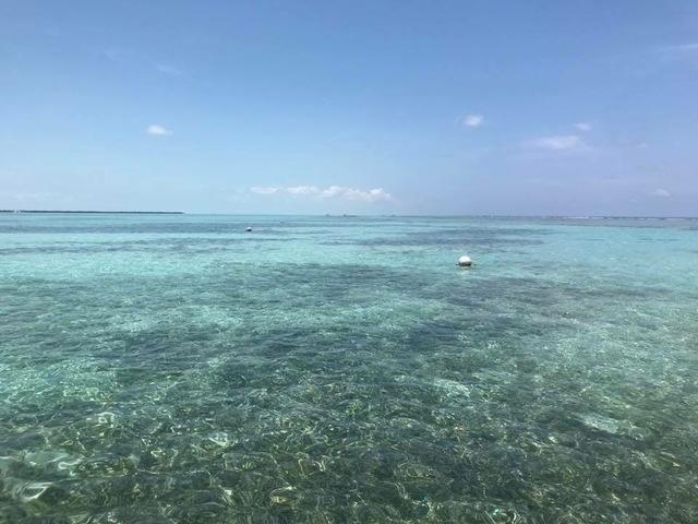 Belize Private Group Hol Chan Marine Park & Shark Ray Alley Snorkel, and Caye Caulker Island Beach Excursion Most amazing day!!